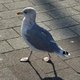 Hamburg City Runner - Videos