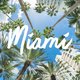 Miami Florida - Shorts